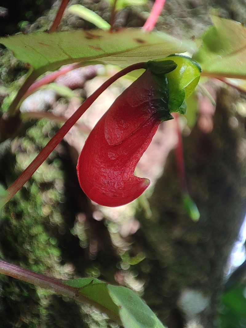 Impatiens parasitica photo 7