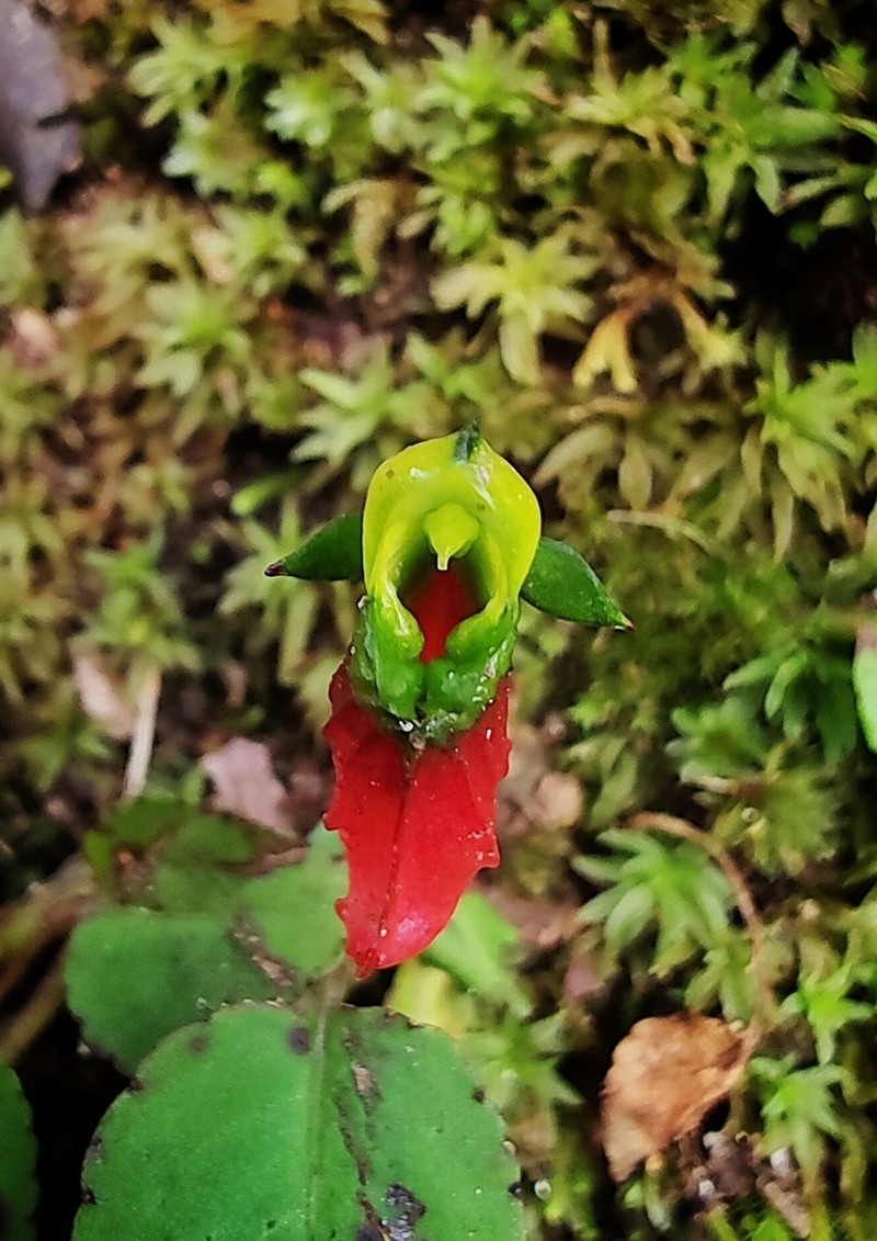 Impatiens parasitica photo 8