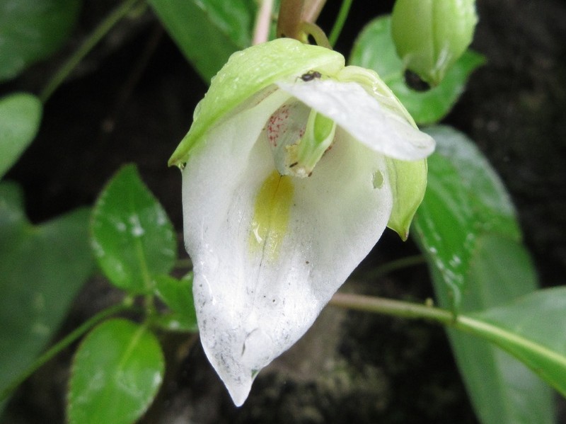 Impatiens parishii