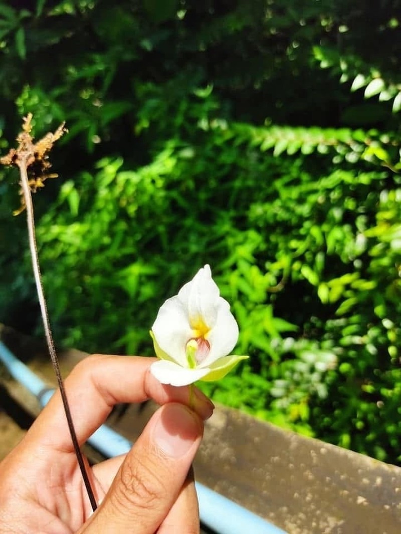Impatiens parishii photo 2