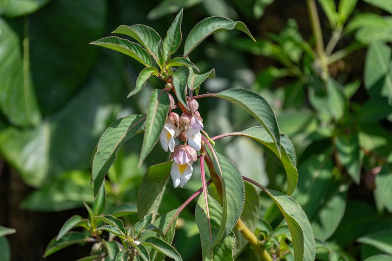 Impatiens parishii photo 4