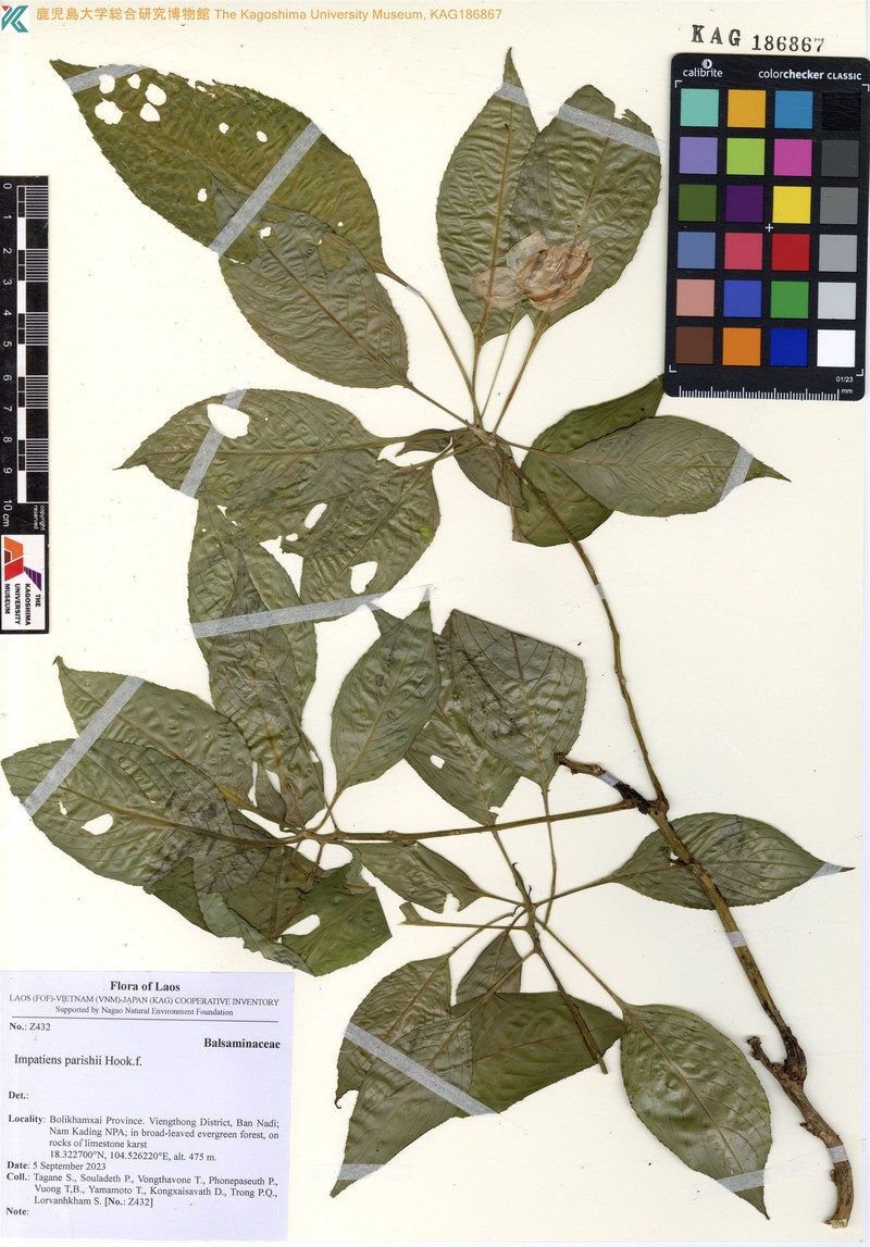 Impatiens parishii photo 7