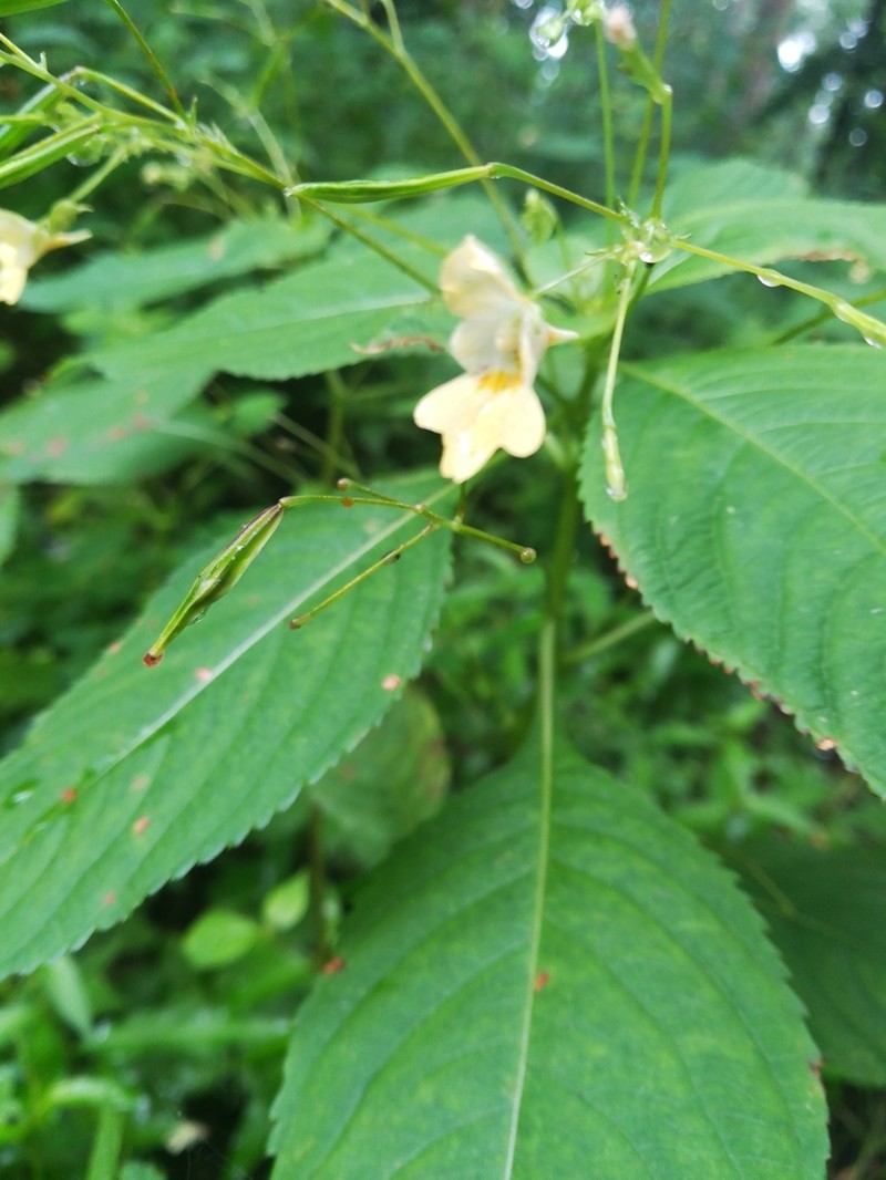 Smallflower Touchmenot photo 5