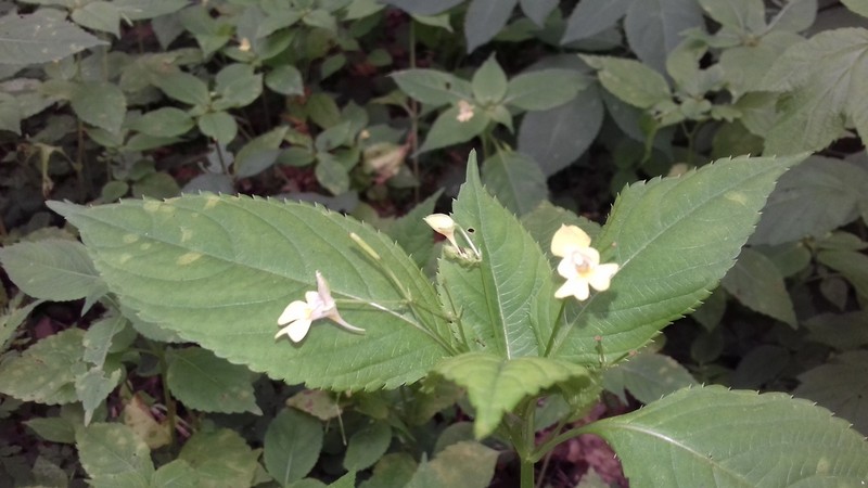 Smallflower Touchmenot photo 6