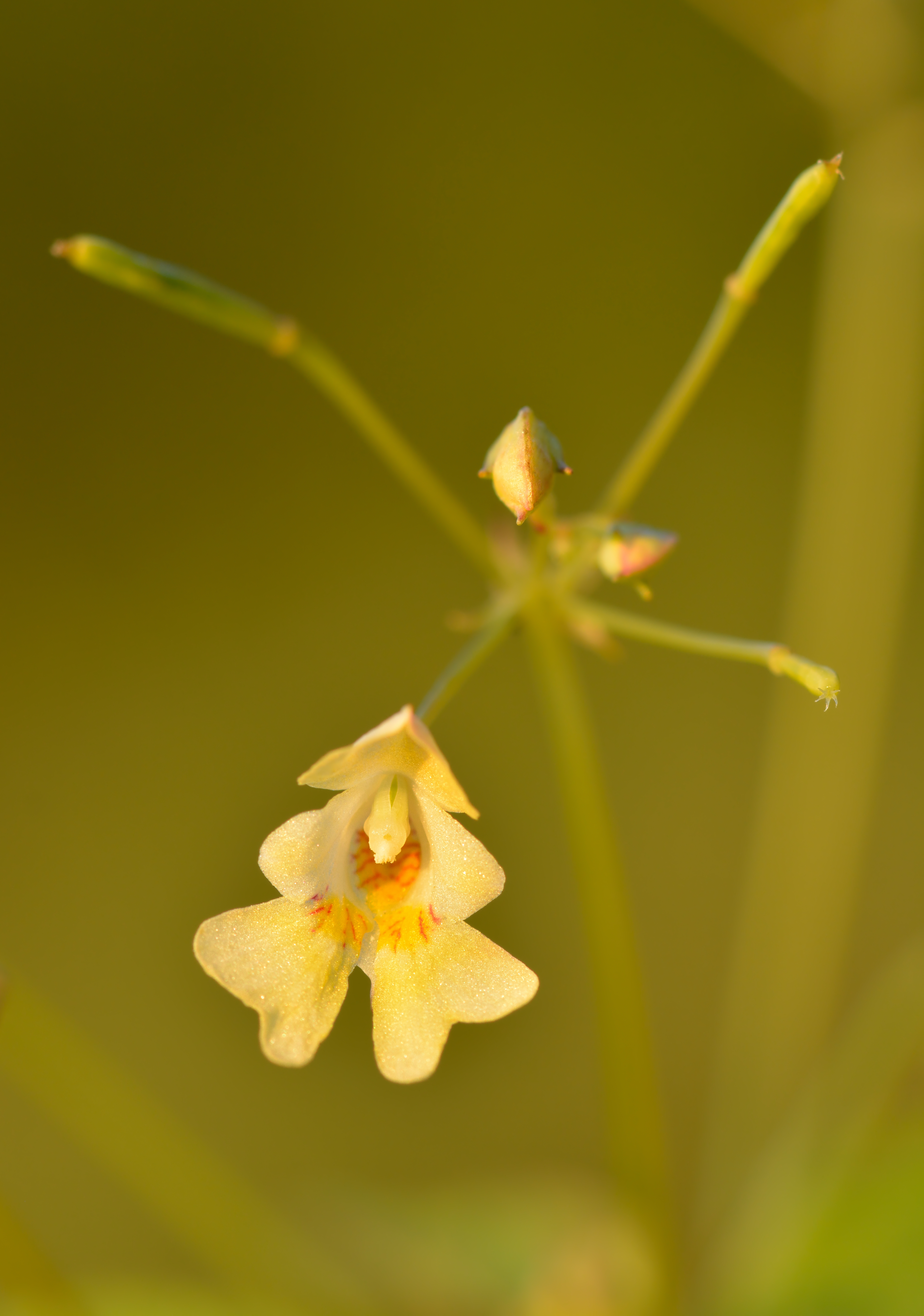 Smallflower Touchmenot photo 5