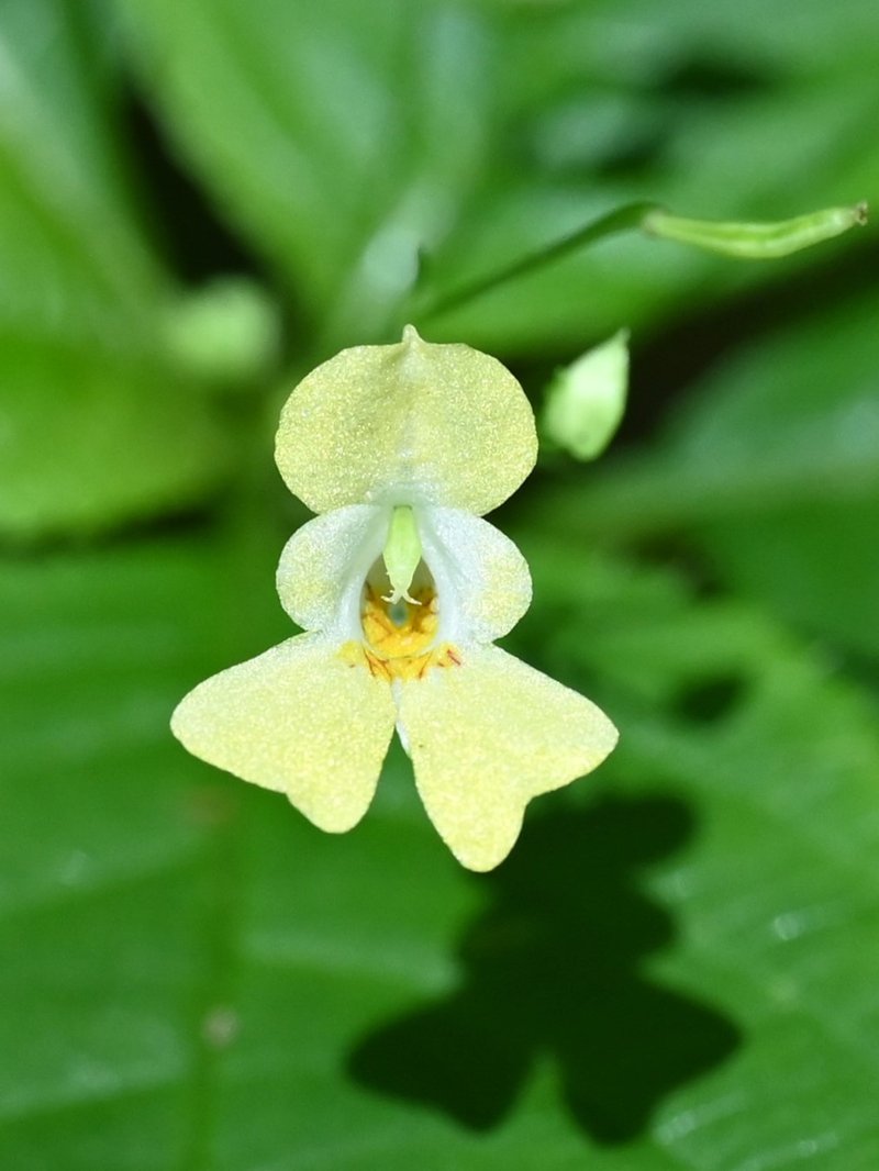 Smallflower Touchmenot photo 8