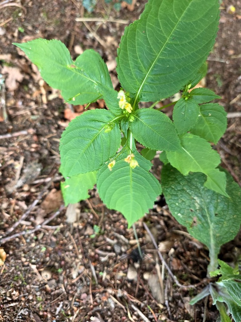 Impatiens parvifolia