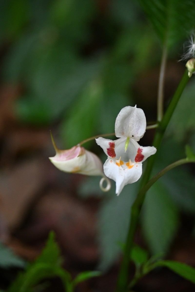 Impatiens pasighatensis