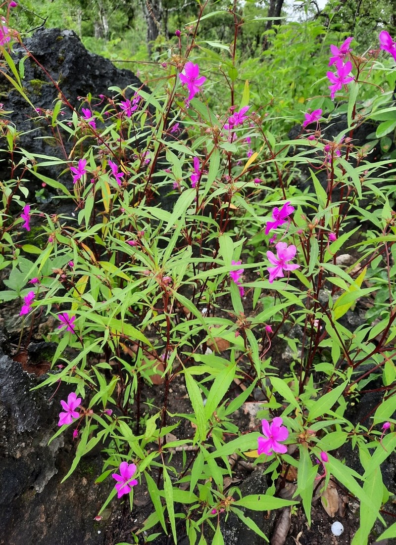 Impatiens patula