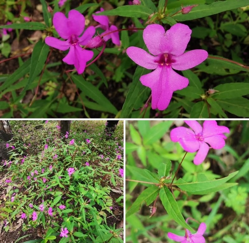 Impatiens patula photo 2