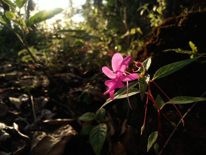 Impatiens patula photo 3