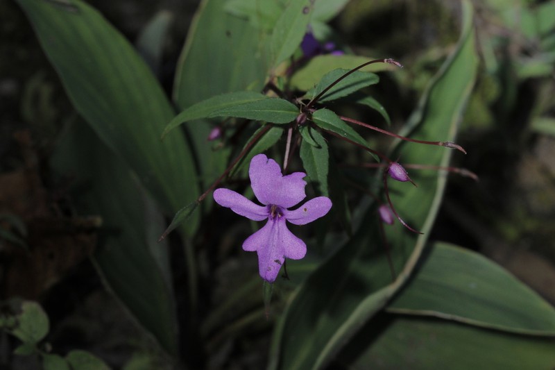 Impatiens patula photo 4