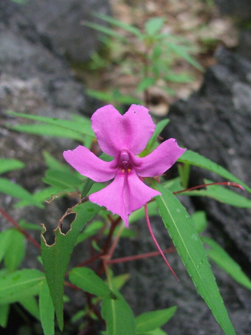 Impatiens patula photo 5