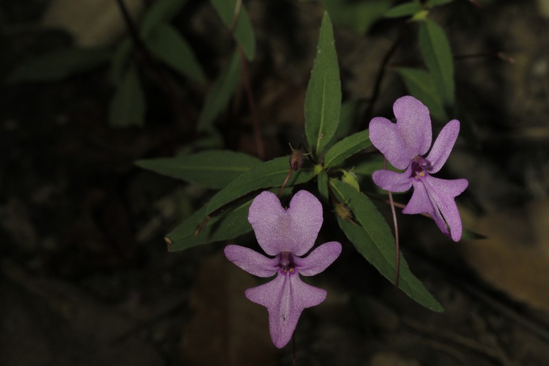 Impatiens patula photo 7
