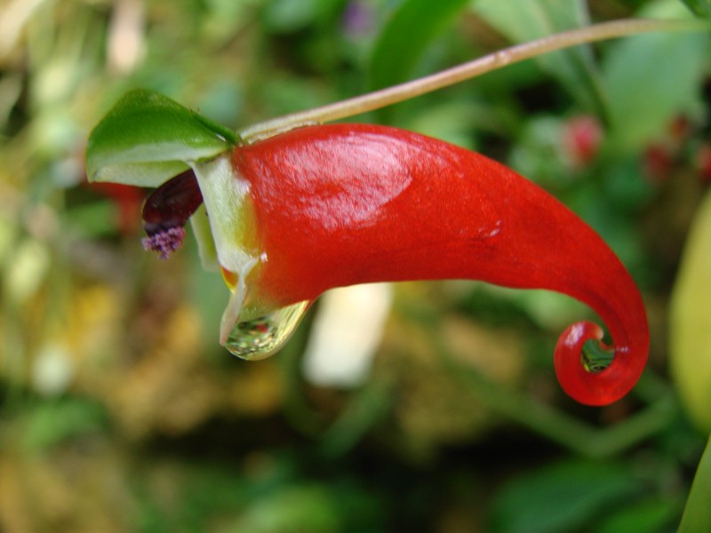 Impatiens paucidentata