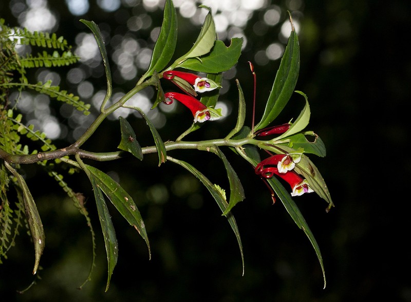 Impatiens paucidentata photo 3