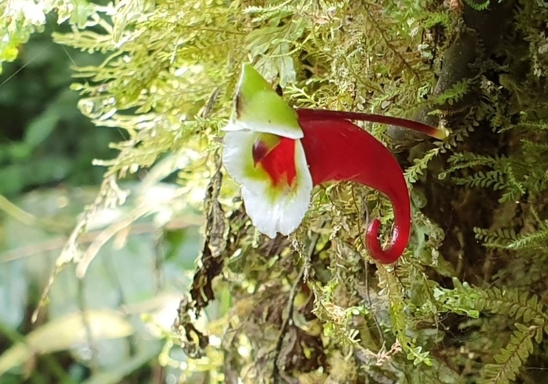 Impatiens paucidentata photo 4