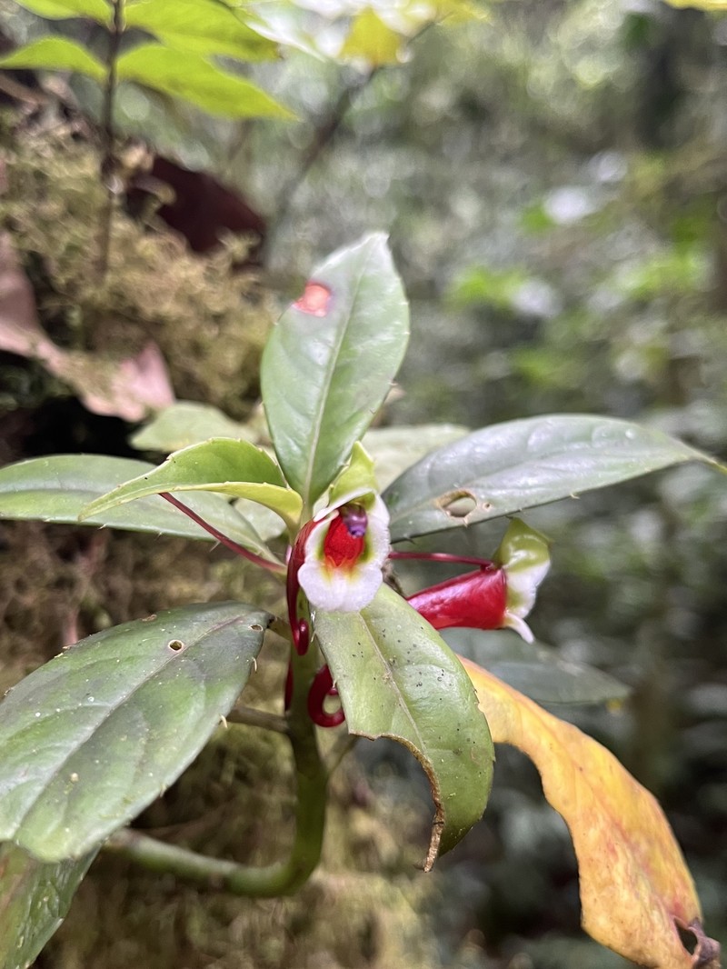 Impatiens paucidentata photo 5