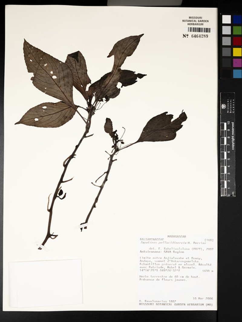 Impatiens pellucidinervia