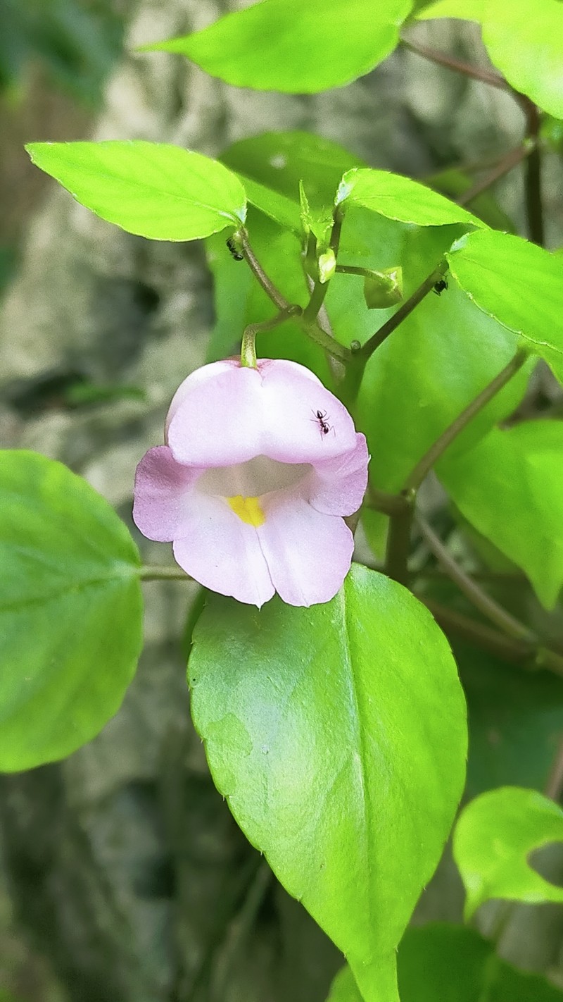 Impatiens peltata photo 2