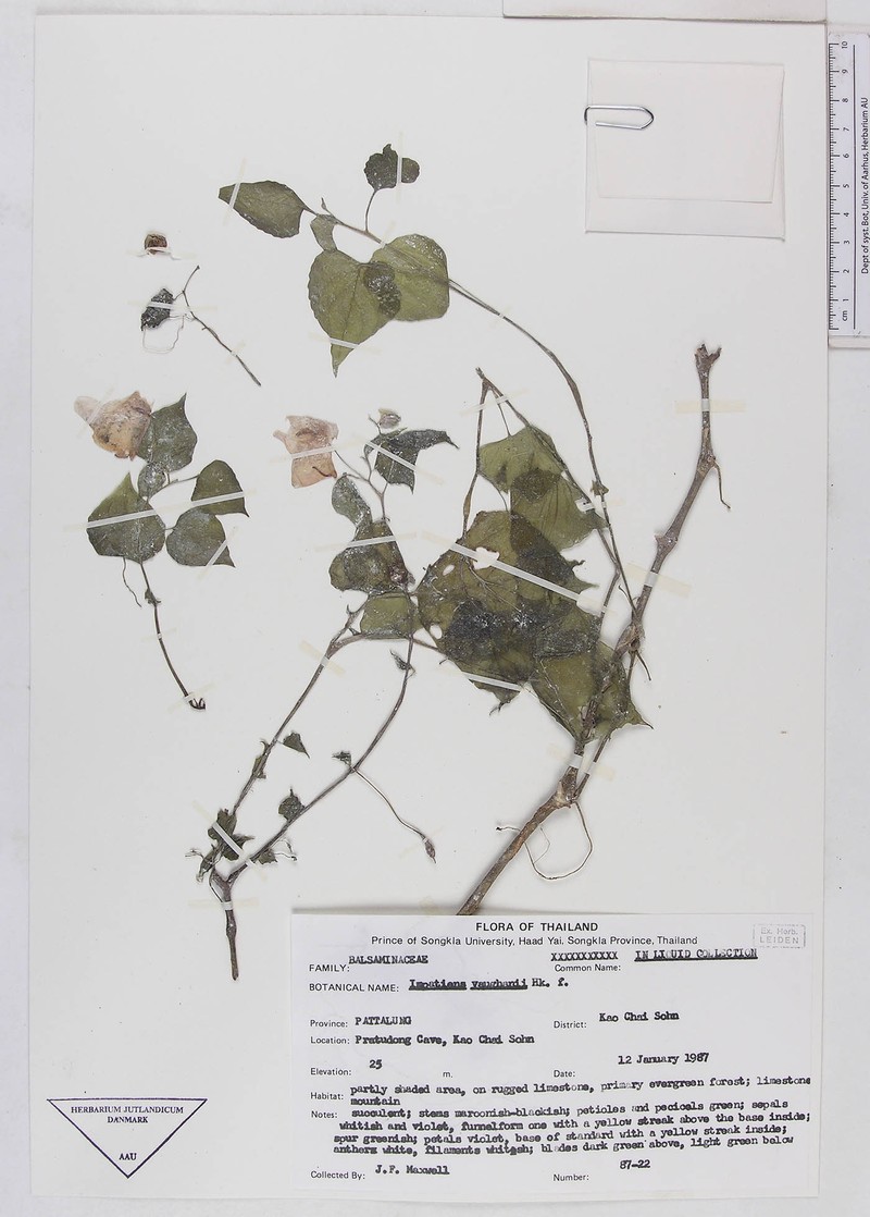 Impatiens peltata photo 3