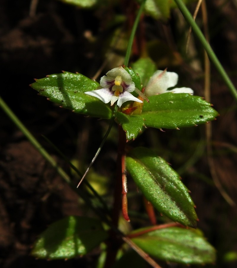 Impatiens pendula