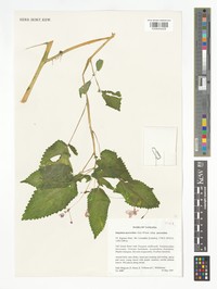 Impatiens percordata