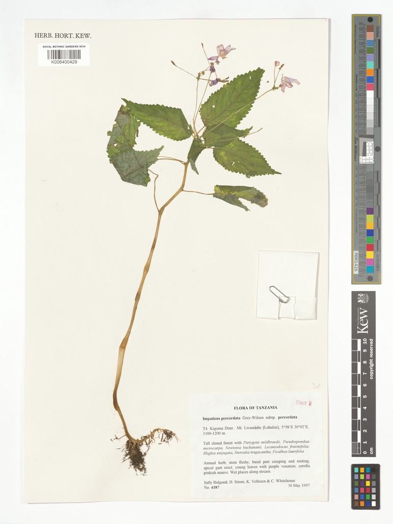 Impatiens percordata subsp. percordata photo 2