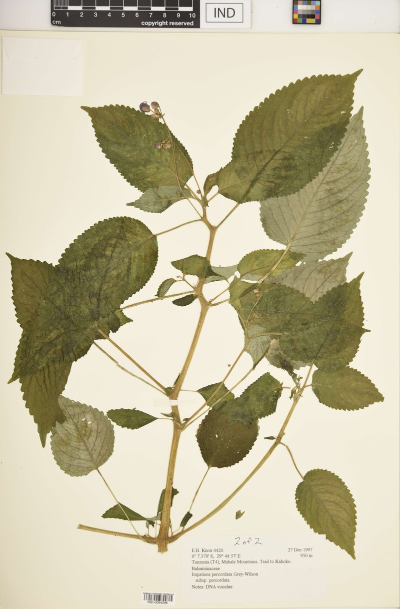 Impatiens percordata subsp. percordata photo 3