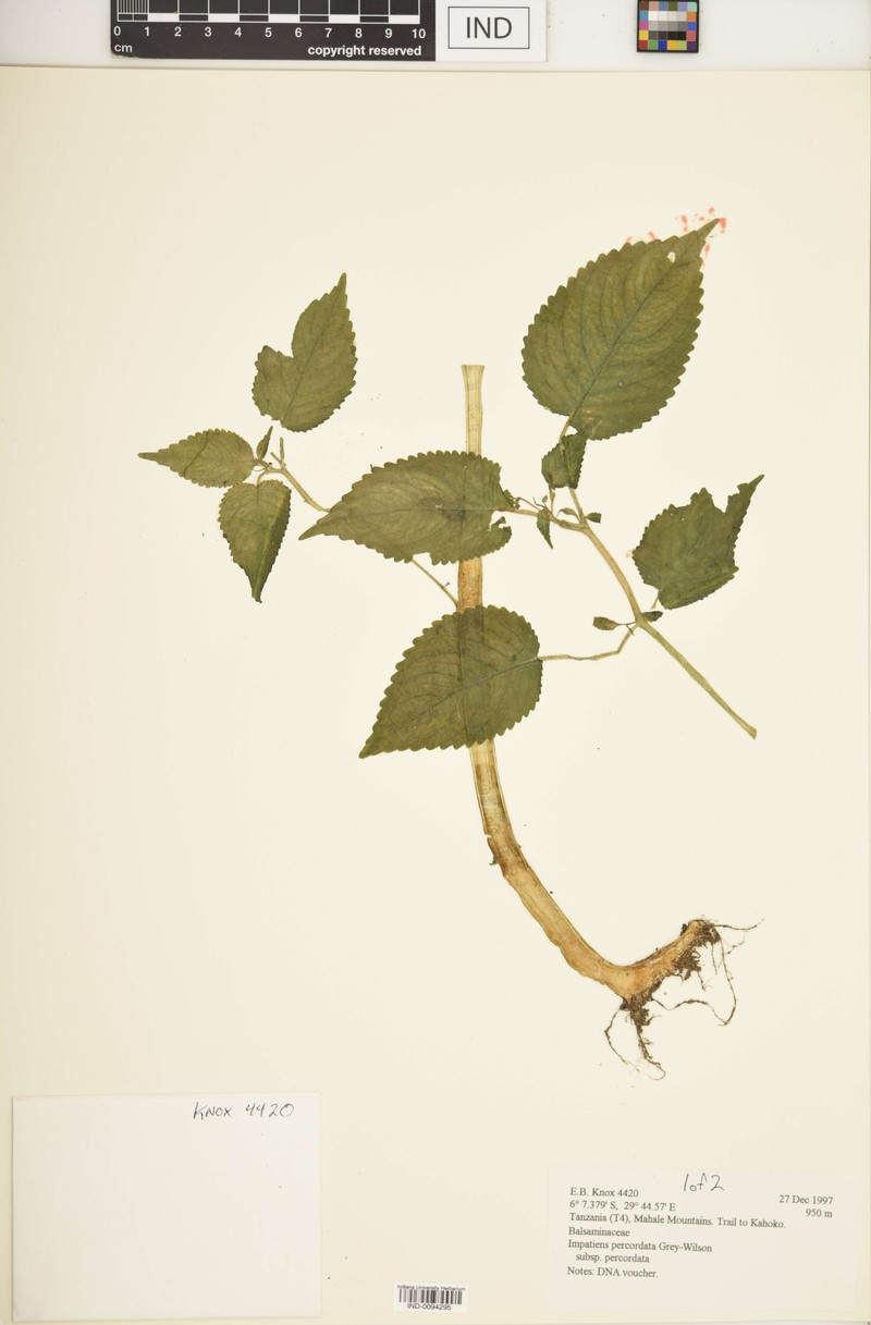 Impatiens percordata subsp. percordata photo 4