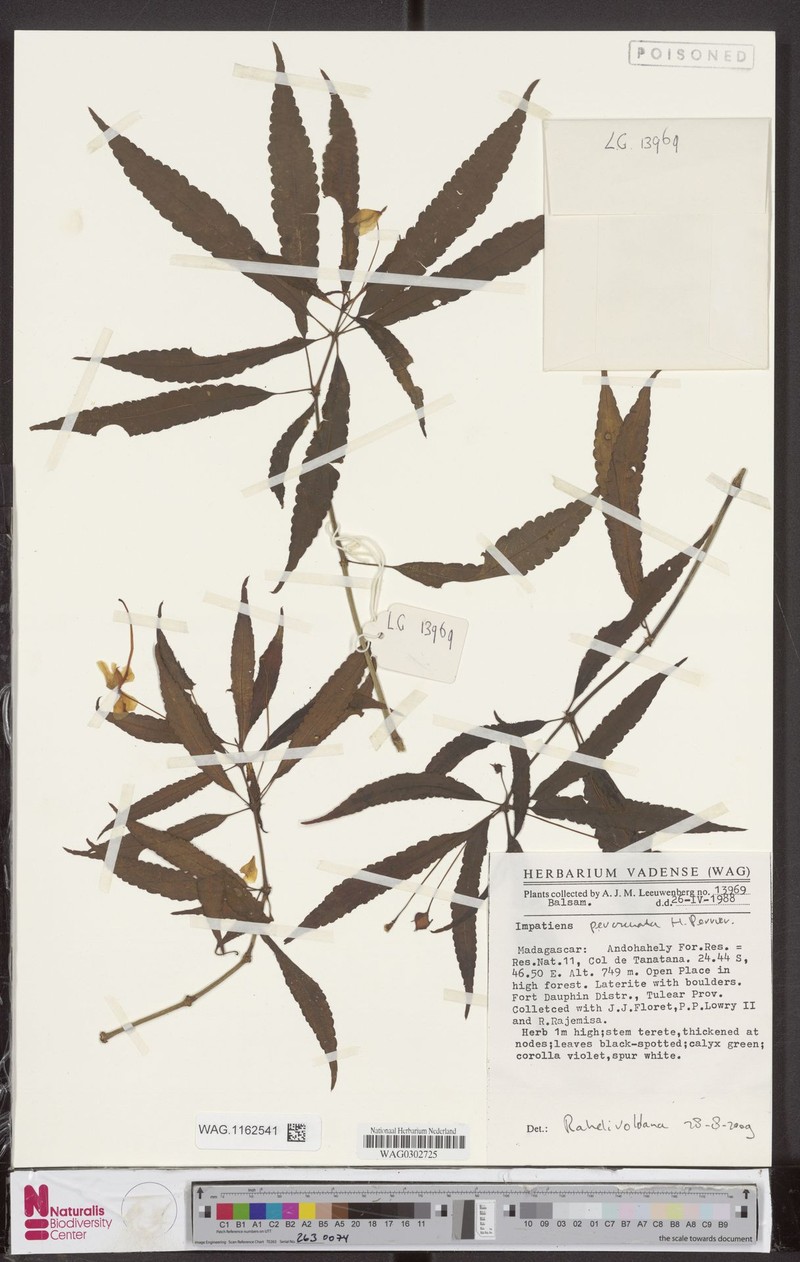 Impatiens percrenata