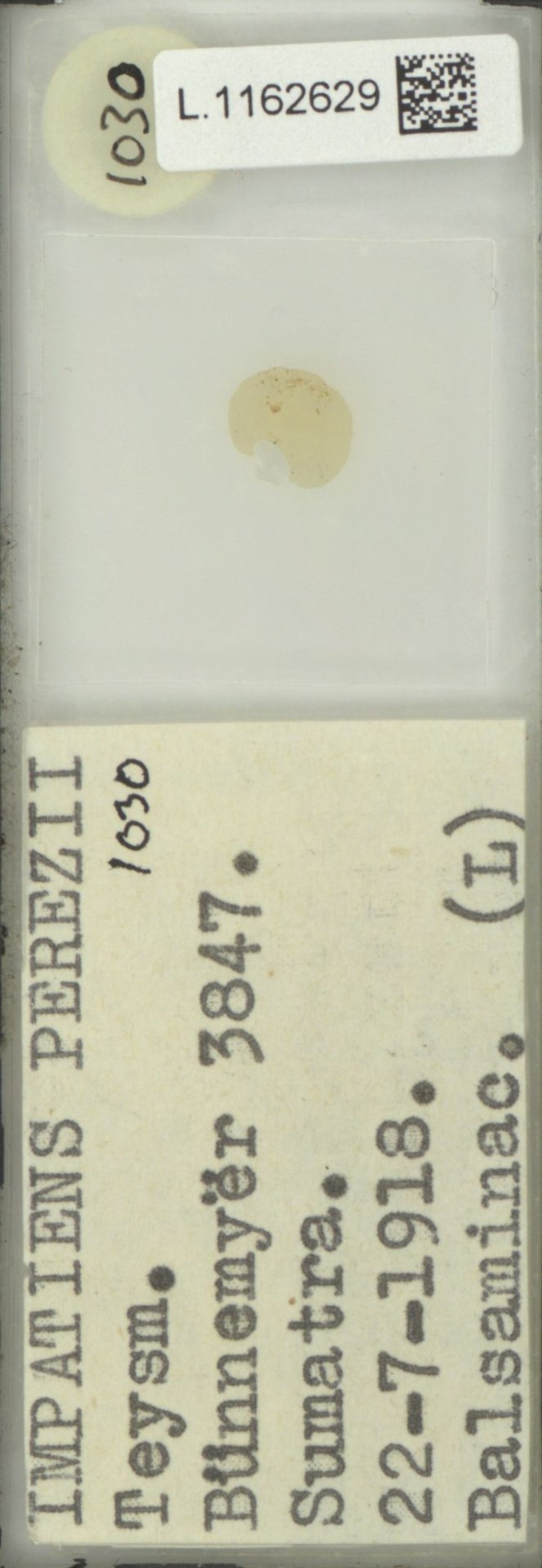 Impatiens perezii