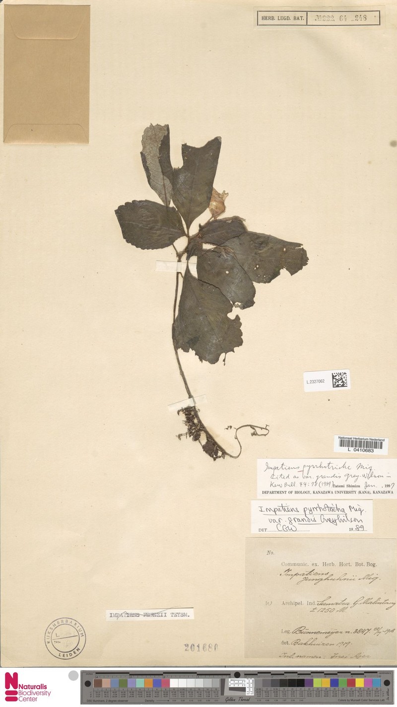 Impatiens perezii photo 2