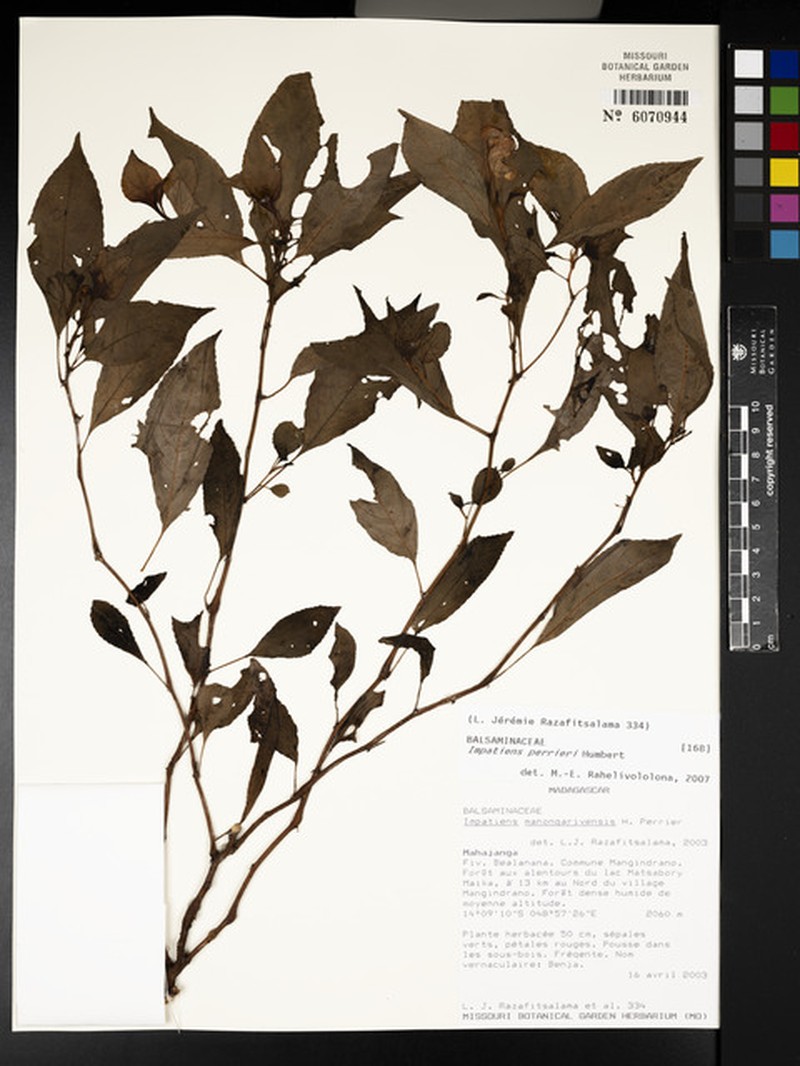 Impatiens perrieri