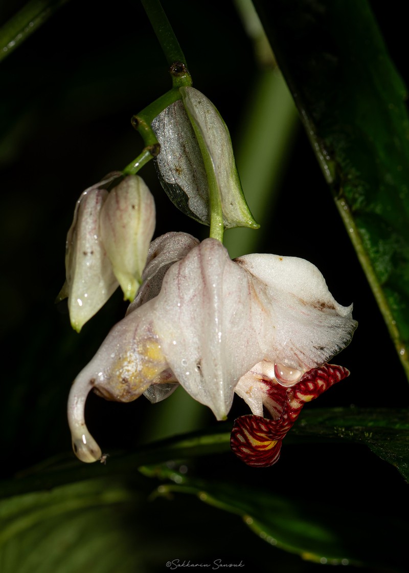Impatiens phasiana