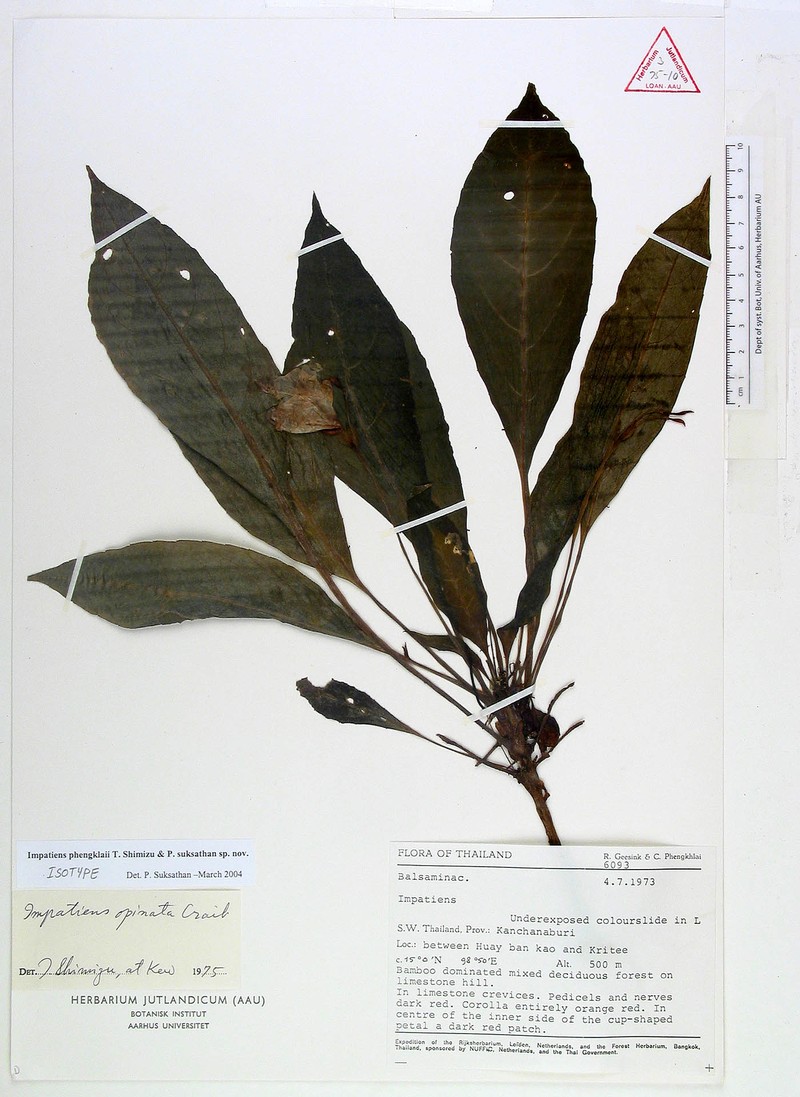 Impatiens phengklaii