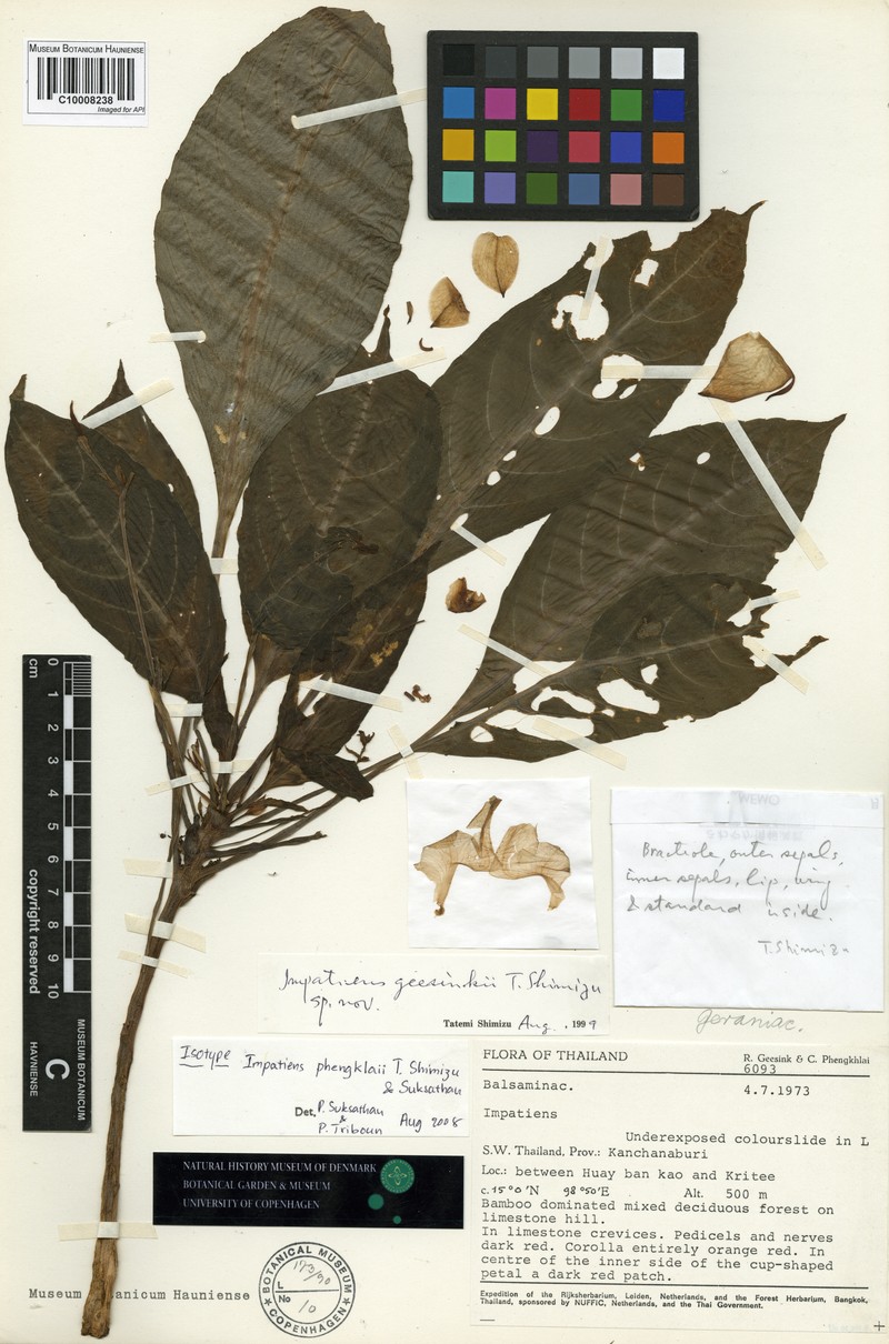 Impatiens phengklaii photo 3