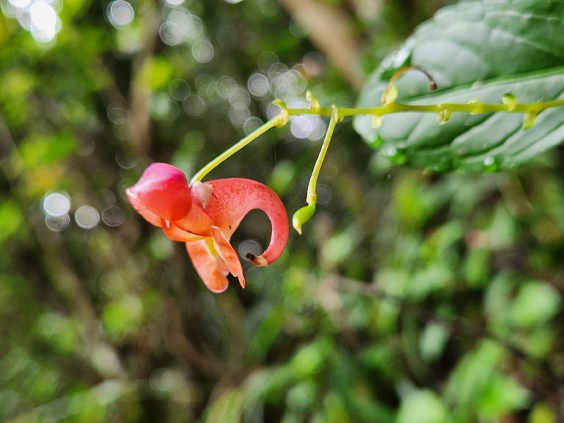 Impatiens phoenicea photo 2