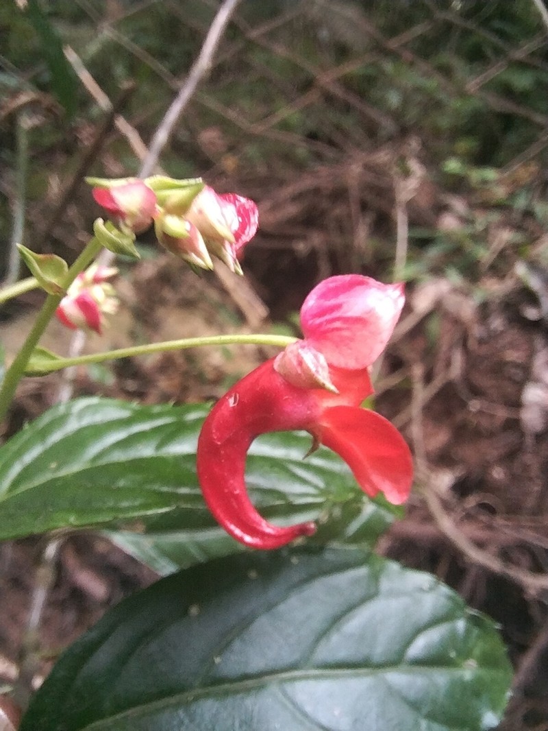 Impatiens phoenicea photo 3