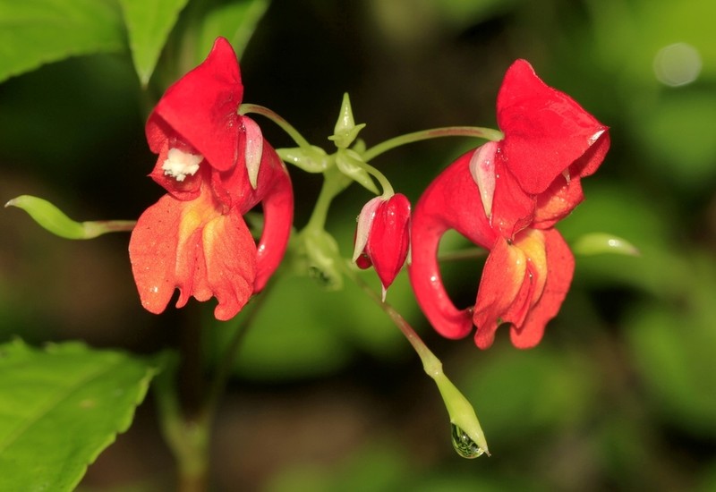 Impatiens phoenicea photo 4