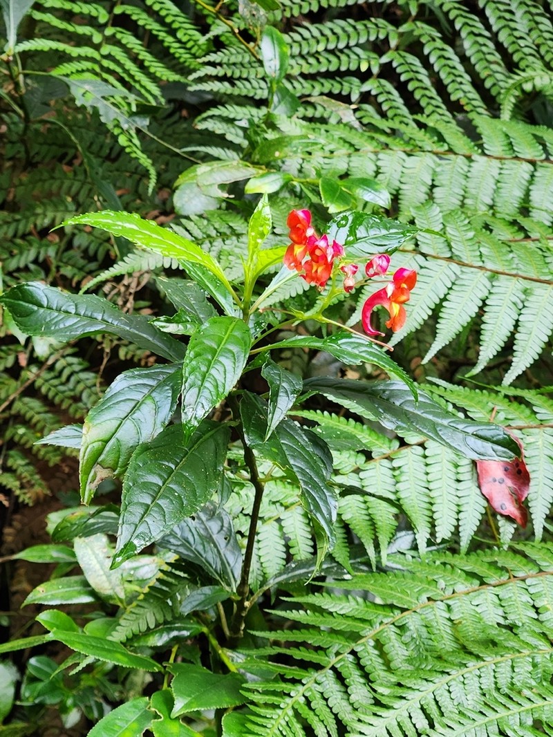 Impatiens phoenicea photo 5
