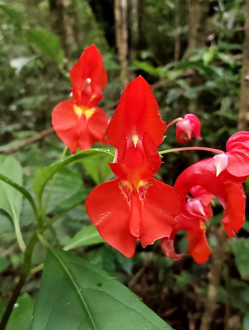Impatiens phoenicea photo 6