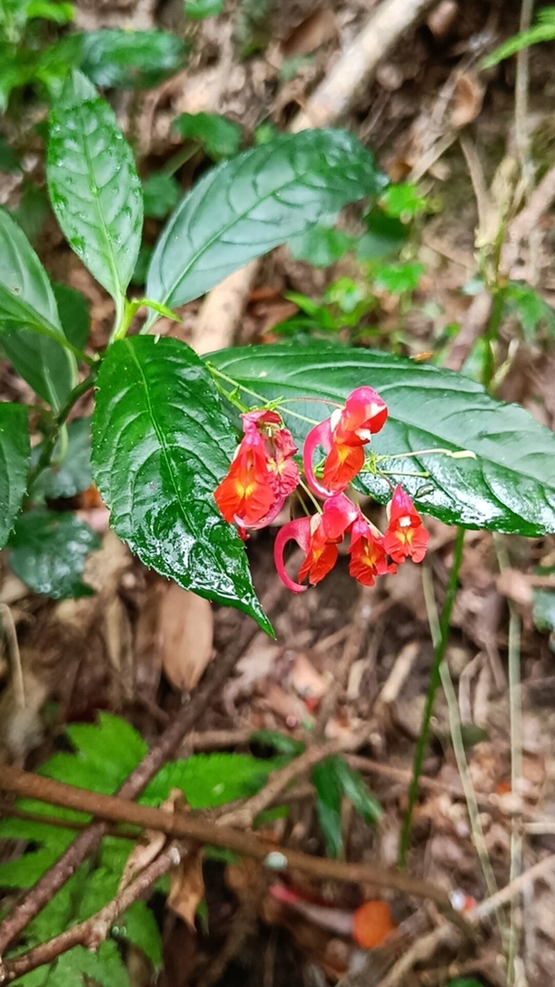 Impatiens phoenicea photo 7