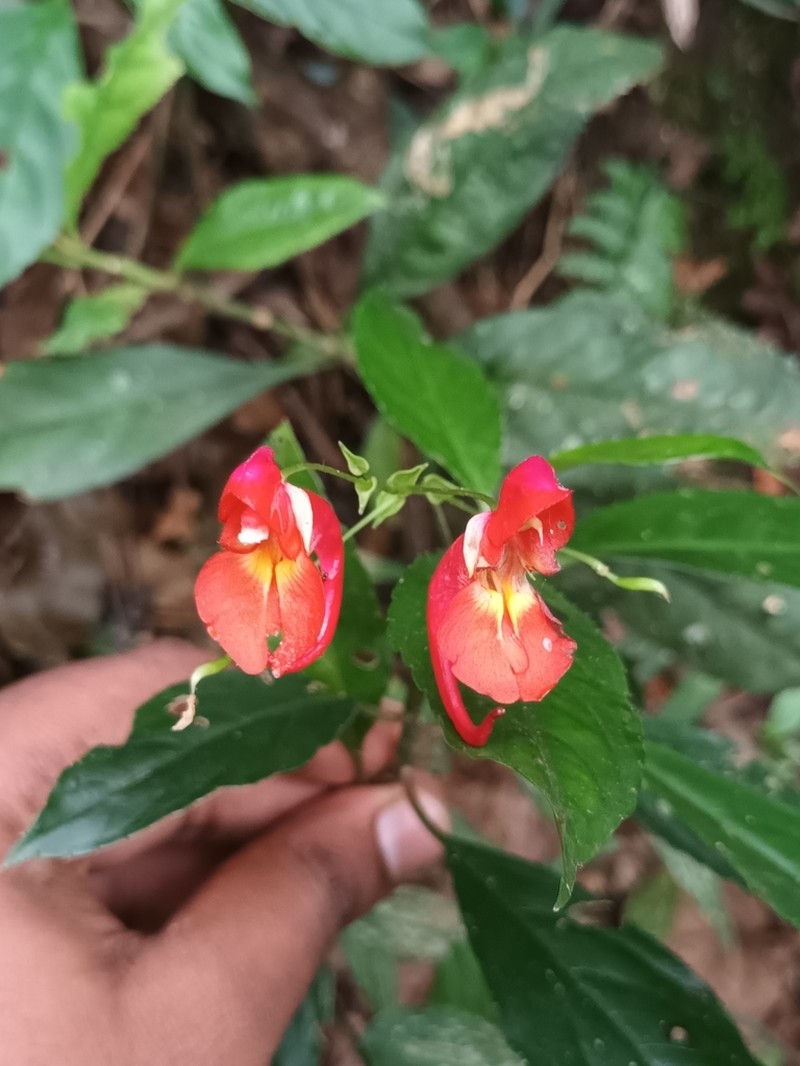 Impatiens phoenicea photo 8