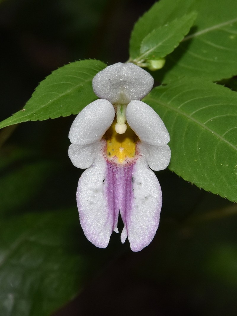 Impatiens phonsenae