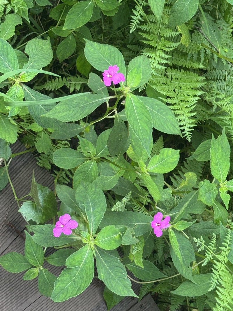 Impatiens phuluangensis