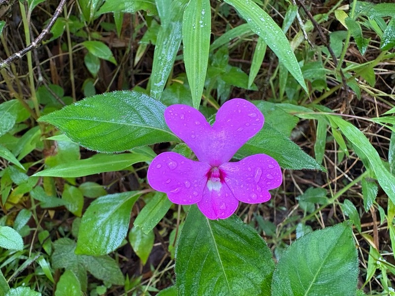 Impatiens phuluangensis photo 2