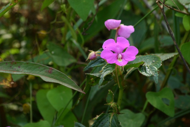 Impatiens phuluangensis photo 3