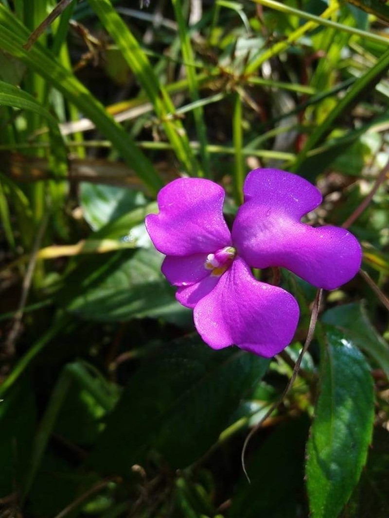 Impatiens phuluangensis photo 4