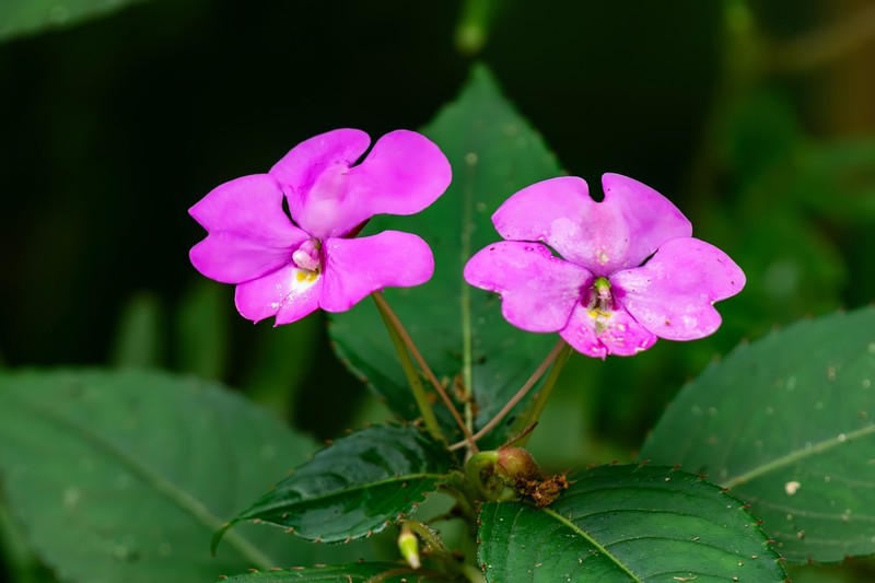 Impatiens phuluangensis photo 5
